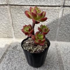 多肉植物　レティジア　木立のサムネイル