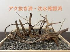 RR-427 流木 ブランチウッド アクアリウム 沈水確認済 - メルカリ
