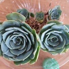 多肉植物七福神抜き苗セット - メルカリ