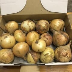 訳あり　プチサイズ　淡路島産玉ねぎ　約1kg へのサムネイル