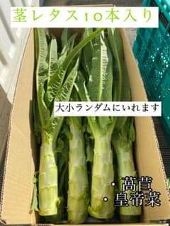 茎レタス　10本入り　箱込み4キロ以上のサムネイル
