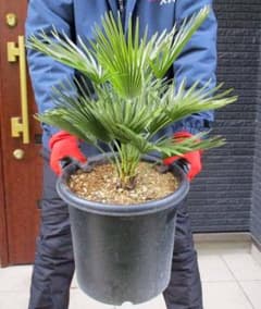 現品】チャメロプス フミリス ボルケーノ 9号 G7番 - メルカリ