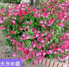 【完売御礼】5/14B チェリーセージ 大きめ苗 多花性 花付き ハーブ苗 7/14B チェリーセージ 大きめ 苗 多花性 ツートンカラー ハーブ苗