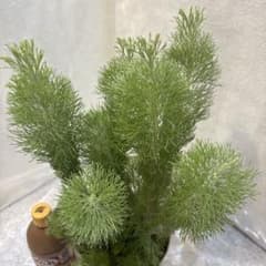 아데난 서스 울리 부시 2