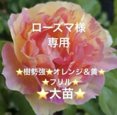 ⭐️黄色オレンジ⭐️フリル ⭐️樹勢強 バラ苗⭐️挿し木苗