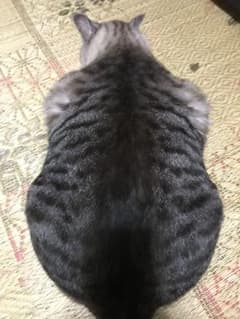 ハリー 背部のサムネイル