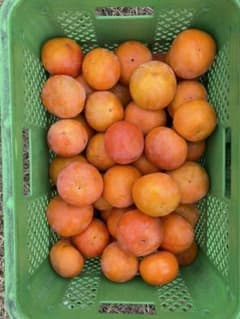 福岡県浮羽産　富有柿5kgのサムネイル