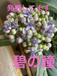 紫陽花　アジサイ　碧の瞳　さし穂　2本　根出てますのサムネイル