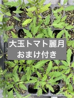 【訳あり】大玉トマトセル苗【麗月】のサムネイル