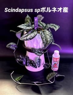 Scindapsus spボルネオ産　わさわさ仕立て1 Scindapsus spボルネオ産 わさわさ仕立て1 - メルカリ