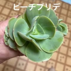 多肉植物　ピーチプリデ　抜き苗のサムネイル