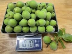 おまけ有】本日朝採れ！府中市産無農薬青梅 10kg（手摘み・大容量お得 