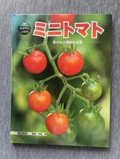 ミニトマト 実のなる植物の成長のサムネイル