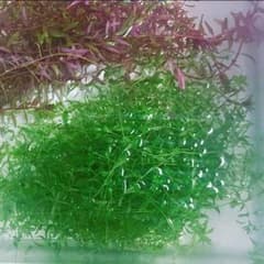 パールグラス40本と赤系ロタラおまけ付きのサムネイル