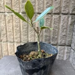 ☆*☆様 タイサンボク　リトルジェム　3.5号ポット苗 笑*コ様 タイサンボク リトルジェム 3.5号ポット苗 - メルカリ