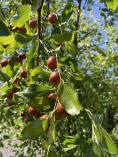 無農薬　生ナツメ　500gのサムネイル