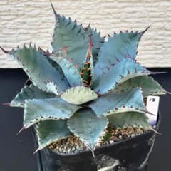 No.18】アガベ ラプター ハイブリッド - メルカリ