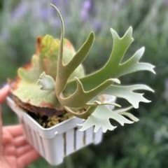 大サイズ】P.willinckii 'Nano' spore 2209 - メルカリ