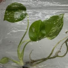 E45デビルモンスターモンステラ Monstera Devil Monsterのサムネイル