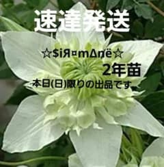 速達発送 クレマチス苗☆$iЯ¤mΔnё☆□2年苗 ③本日(日)限りの出品です