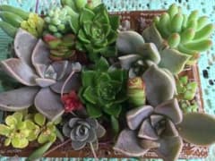 多肉植物 カット苗のサムネイル