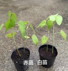 モミジアオイ赤白苗各2苗のサムネイル