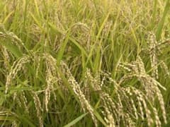 うちのお米令和7年度産長野県ひとめぼれ 自家用米 10キロ - メルカリ