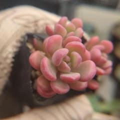 ぼのぼのさん チェリーボンボン - メルカリ