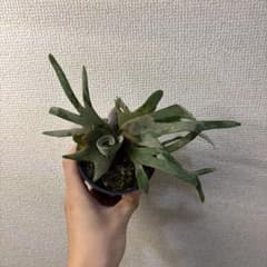 み*も様 ビカクシダ ウィリンキー バクテリア スポア - メルカリ