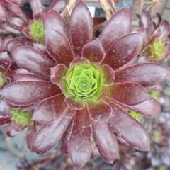 アエオニウム ブラックマジック 1カット苗 多肉植物 - メルカリ