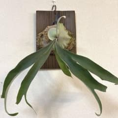 P.veitchii wild vp#16 spore ビカクシダ 観葉植物 - メルカリ