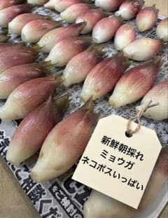 【新鮮・朝採れ】ミョウガ　ネコポスいっぱいのサムネイル