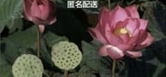 ☆発芽済☆ 蓮の種 蓮の苗 【3つ+補償苗１つ】のサムネイル