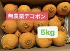 無農薬デコポン品種 不知火 5kgのサムネイル