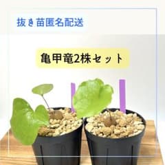アフリカ亀甲竜実生苗2株セット ネコポス 抜き苗 匿名配送 - メルカリ