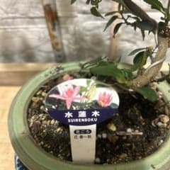 水蓮木 盆栽 鉢植え 花春〜秋花咲く現品開花中6/3のサムネイル