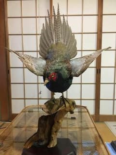 キジの剥製のサムネイル