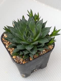 ♪ ハオルチア　抜き苗　多肉植物 ♪のサムネイル