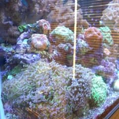 コーラのサムネイル