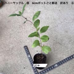 ハニーサックル　苗　6cmポットごと郵送　訳あり　④のサムネイル