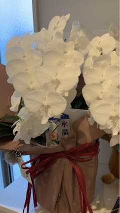 胡蝶蘭　氷晶のサムネイル