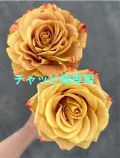 バラ苗 激レア種 入手困難 - メルカリ