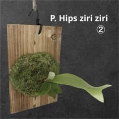 P. Hips ziriziri 子株② - メルカリ