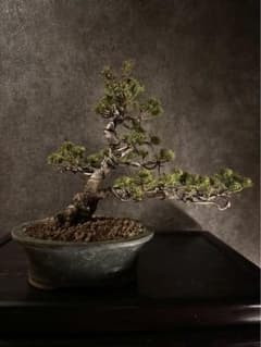 瑞祥　五葉松　樹高22cm 樹齢25年以上　小品盆栽　黒松　赤松　真柏　五葉松 m58186282753_1.jpg?1733760478