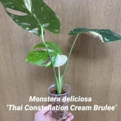 美株】 モンステラ タイコンステレーション クリームブリュレ 観葉植物