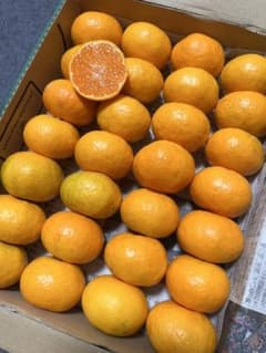 愛媛県 極早生みかんコンパクト便 甘柑橘 果物 ミカンのサムネイル