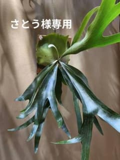 さとう様専用【ビカクシダ】 P. willinckii spore (謎)のサムネイル