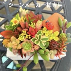 そのまま飾れる多肉植物寄せ植え こぼれ鉢 管理書付き - メルカリ