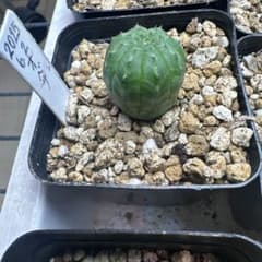 ユーフォルビア オベサ 多肉植物のサムネイル