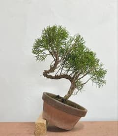 盆栽 真柏 素材④のサムネイル